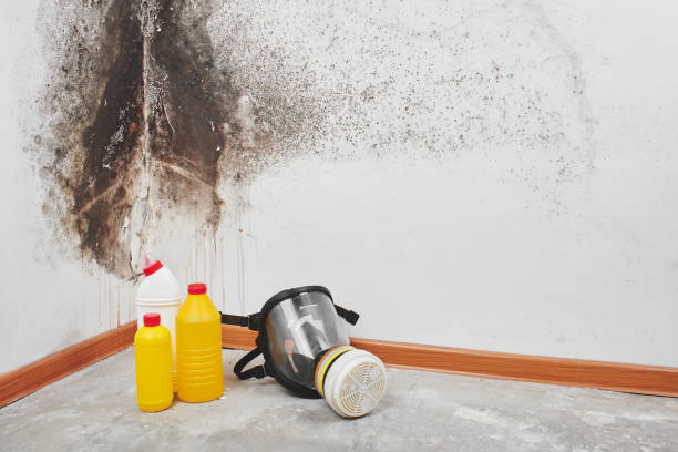 Best Fast Mold Removal  in Fort Davis, TX