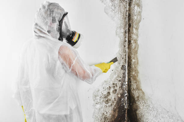 Best Local Mold Removal Service  in Fort Davis, TX