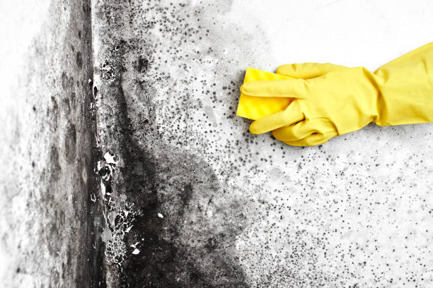 Best Same-Day Mold Removal  in Fort Davis, TX