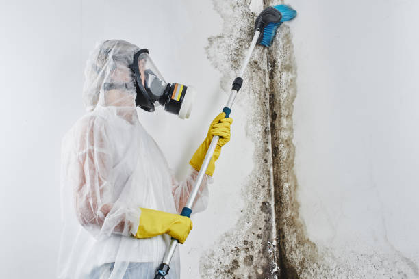 Best Mold Removal Process  in Fort Davis, TX