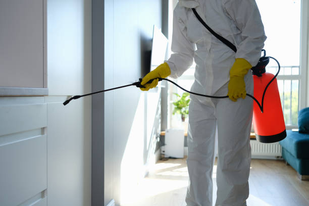 Best Fast Mold Removal  in Fort Davis, TX