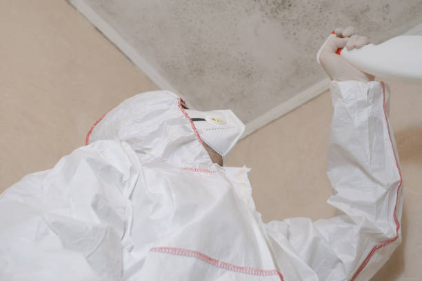 Best Certified Mold Removal  in Fort Davis, TX