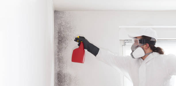 Best Emergency Mold Removal  in Fort Davis, TX