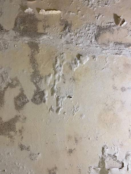 Best Same-Day Mold Removal  in Fort Davis, TX