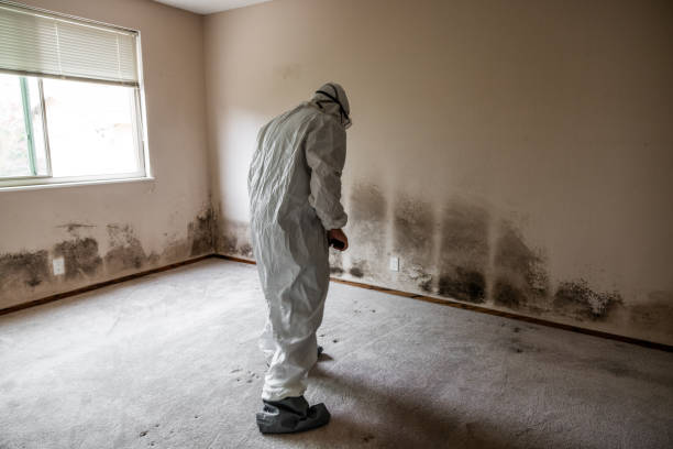 Best Mold Removal Near Me  in Fort Davis, TX