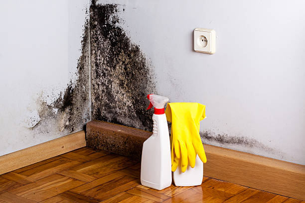 Best Mold Removal Company Near Me  in Fort Davis, TX
