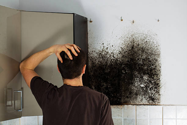 Best Mold Damage Repair  in Fort Davis, TX